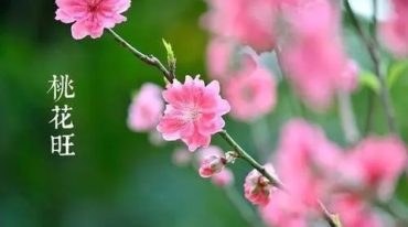 六福 拜月祈愿正桃花令
