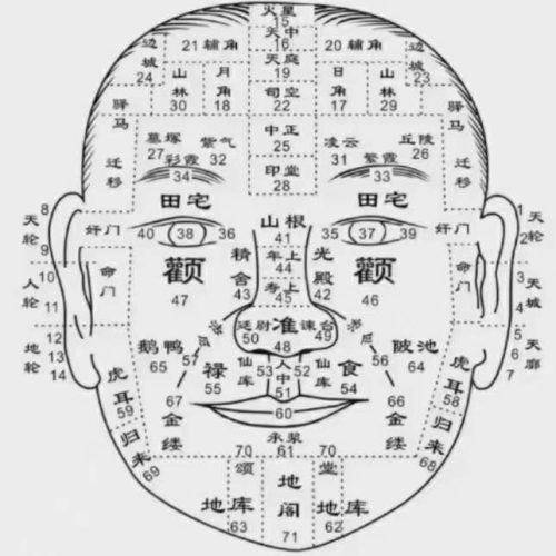 陈春林梅花直播