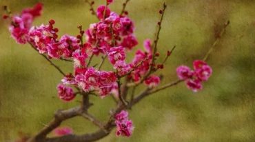 陈春林-梅花医方断