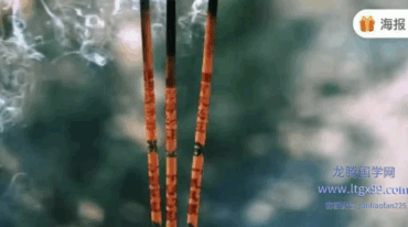 莲华藏 土地神香 和合香