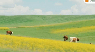 莲华藏召请城chuang成愿法