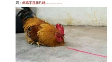 民间秘术 定鸡术pdf
