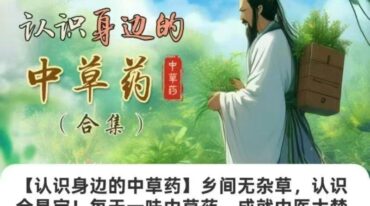 认识身边的中草药乡间无杂草 认识全是宝 每天一味中草药 成就中医大梦想
